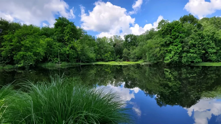 Beautiful lake overlooking a forest